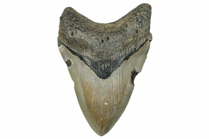 Fossil Megalodon Tooth - North Carolina #258101
